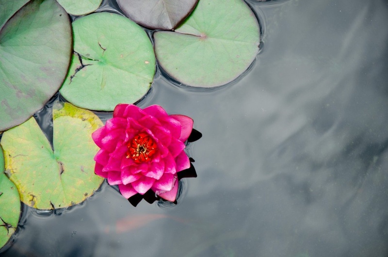 Lotusov cet by photodoc