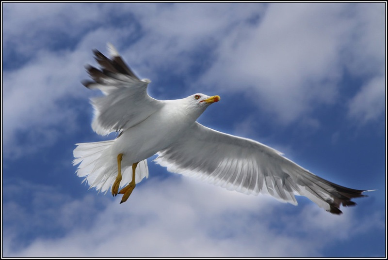 GALEB by Jože Marinič