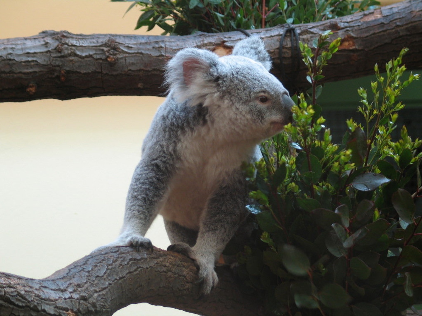 Koala by