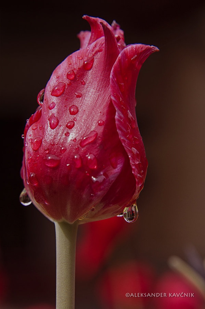 tulips by aleksander kavčnik
