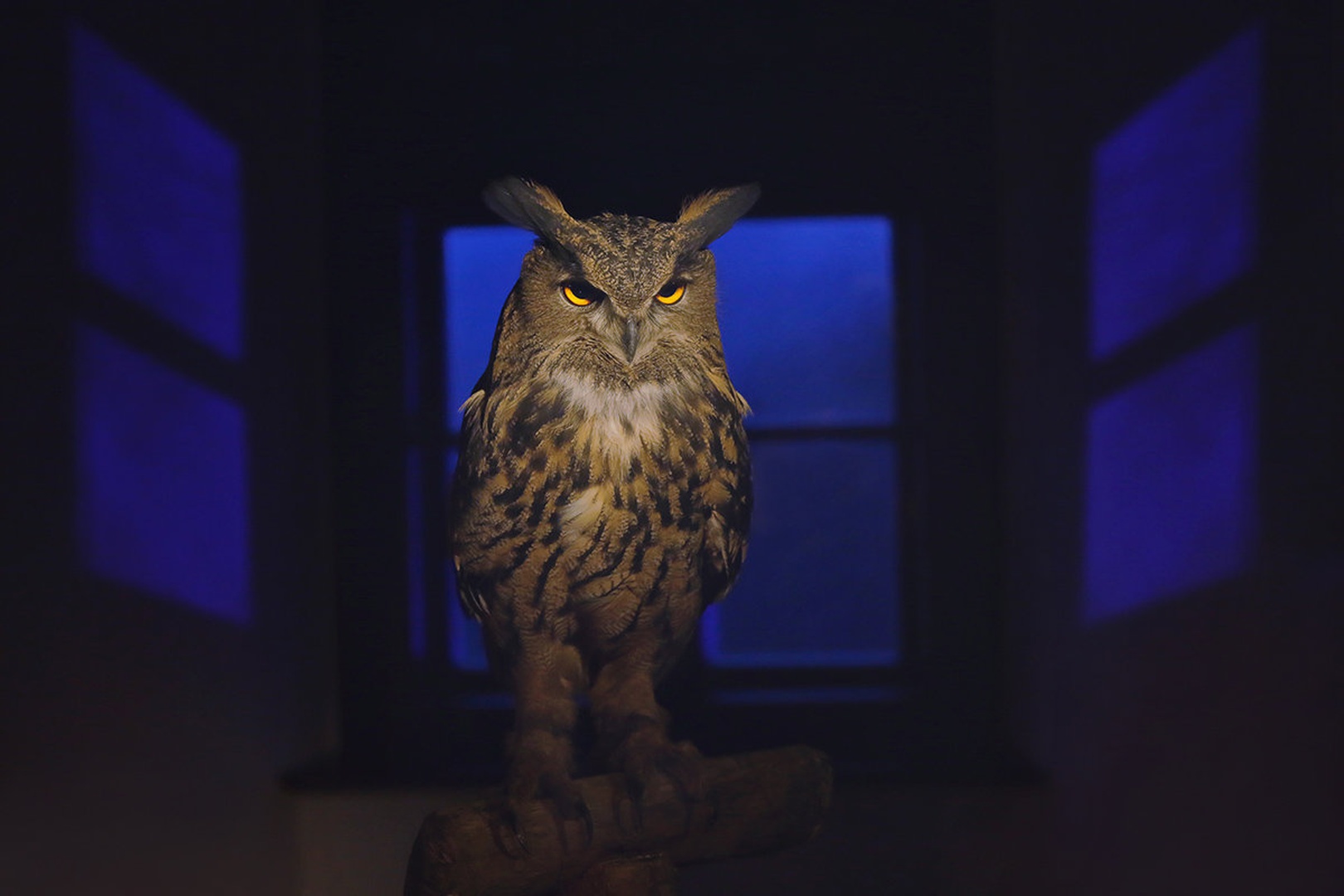 Bubo bubo by aleksander kavčnik