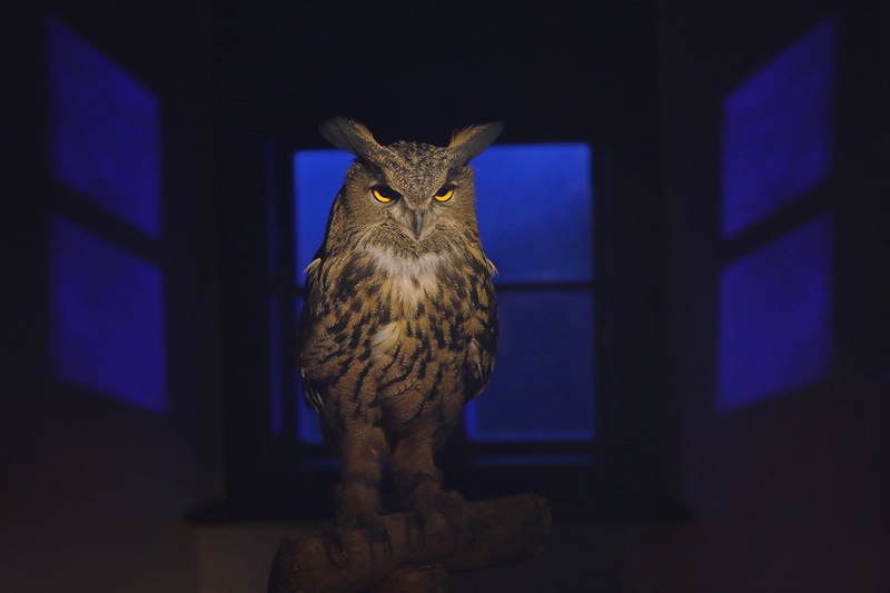 Bubo bubo by aleksander kavčnik