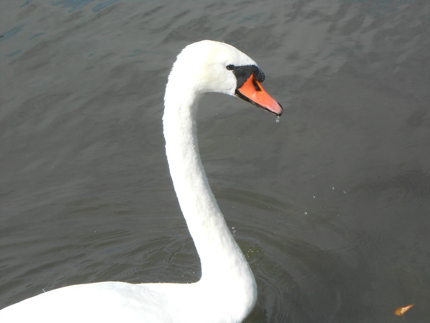 Smrkec. by borut g