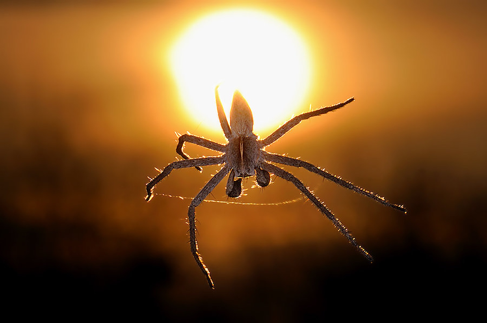 Pisaura mirabilis by
