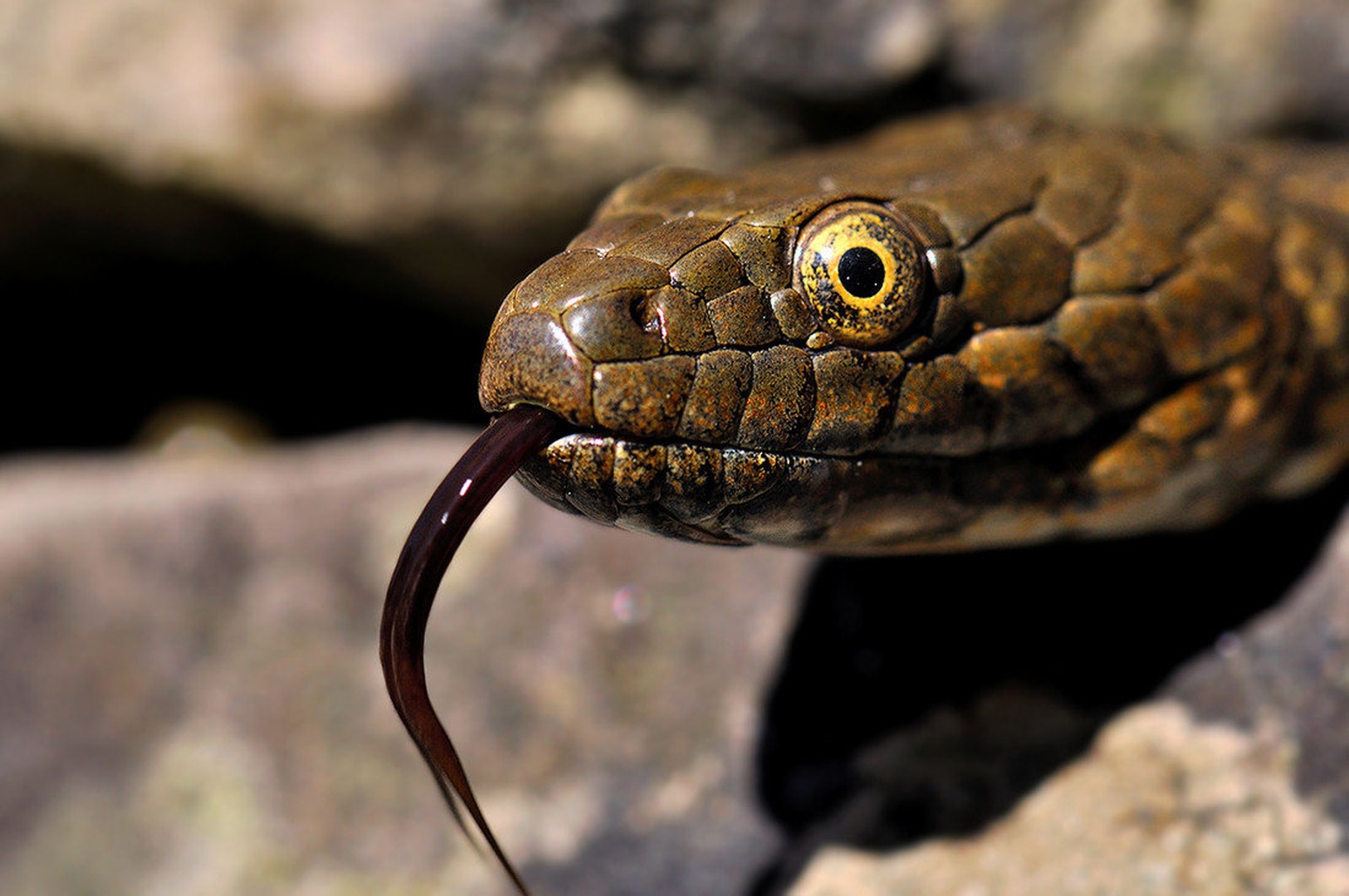 snake by
