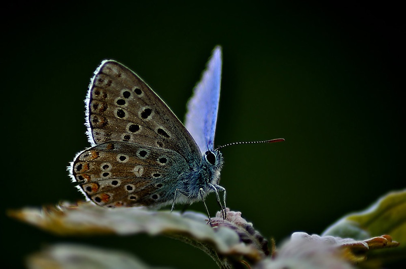 Lepi argus by mtta