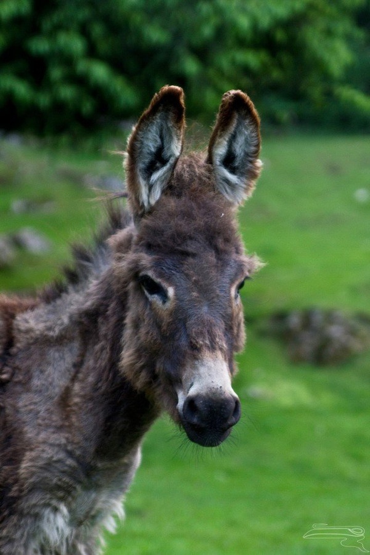 Donkey by Janez Ule