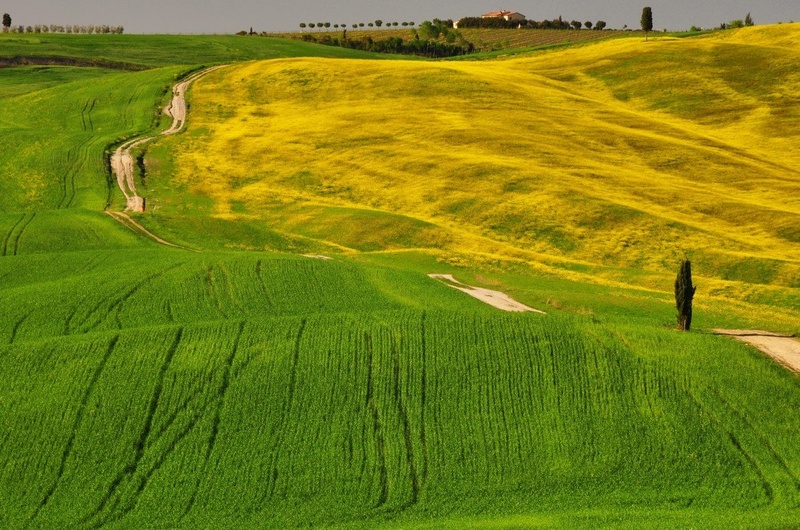 Toskansko polje by Matej Vrečar