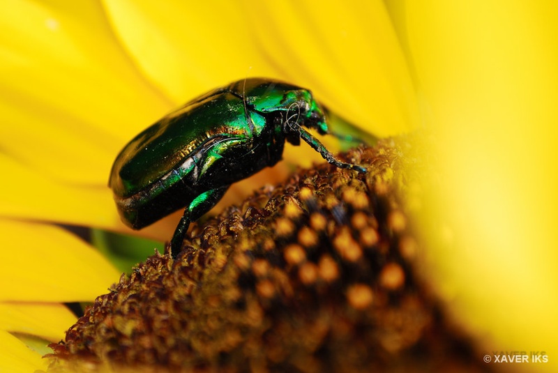 Green Stuff by Xaver Iks