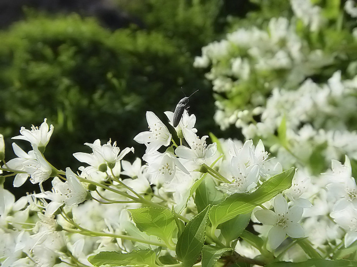 Bug's life 1 by