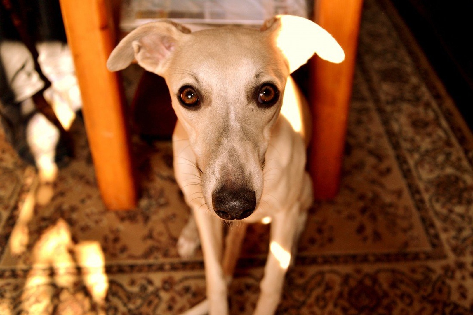 whippet by Nastja!