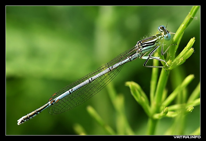 Dragon Fly by vatra