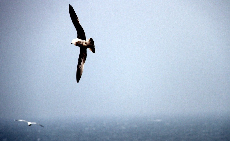 Sailing over the Atlantic ocean by Gregor Pavsic