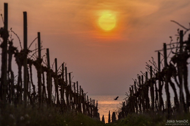 Sunny vineyard by Jaka Ivančič