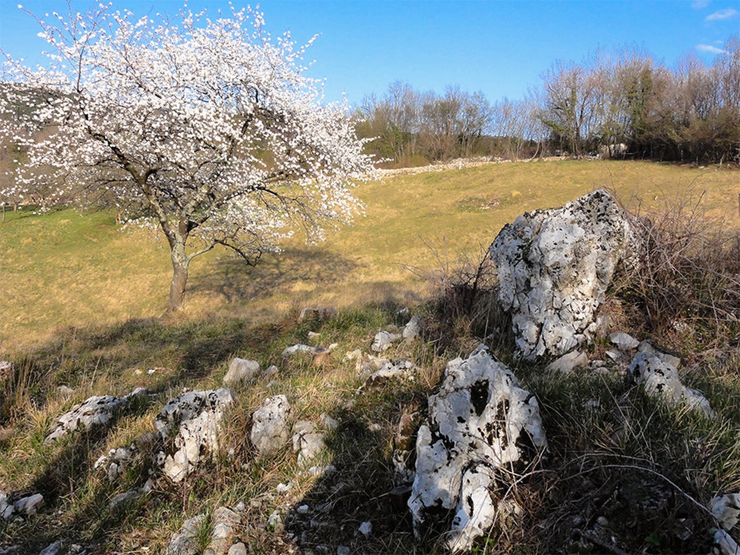 Cvetoča češnja by JANKO LIPOVŠEK