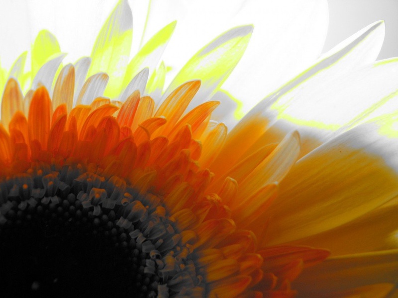flower power by katrca5