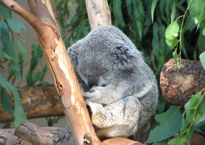 koala by katrca5