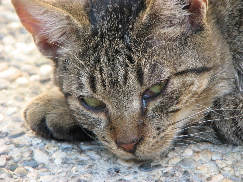 cat by katrca5