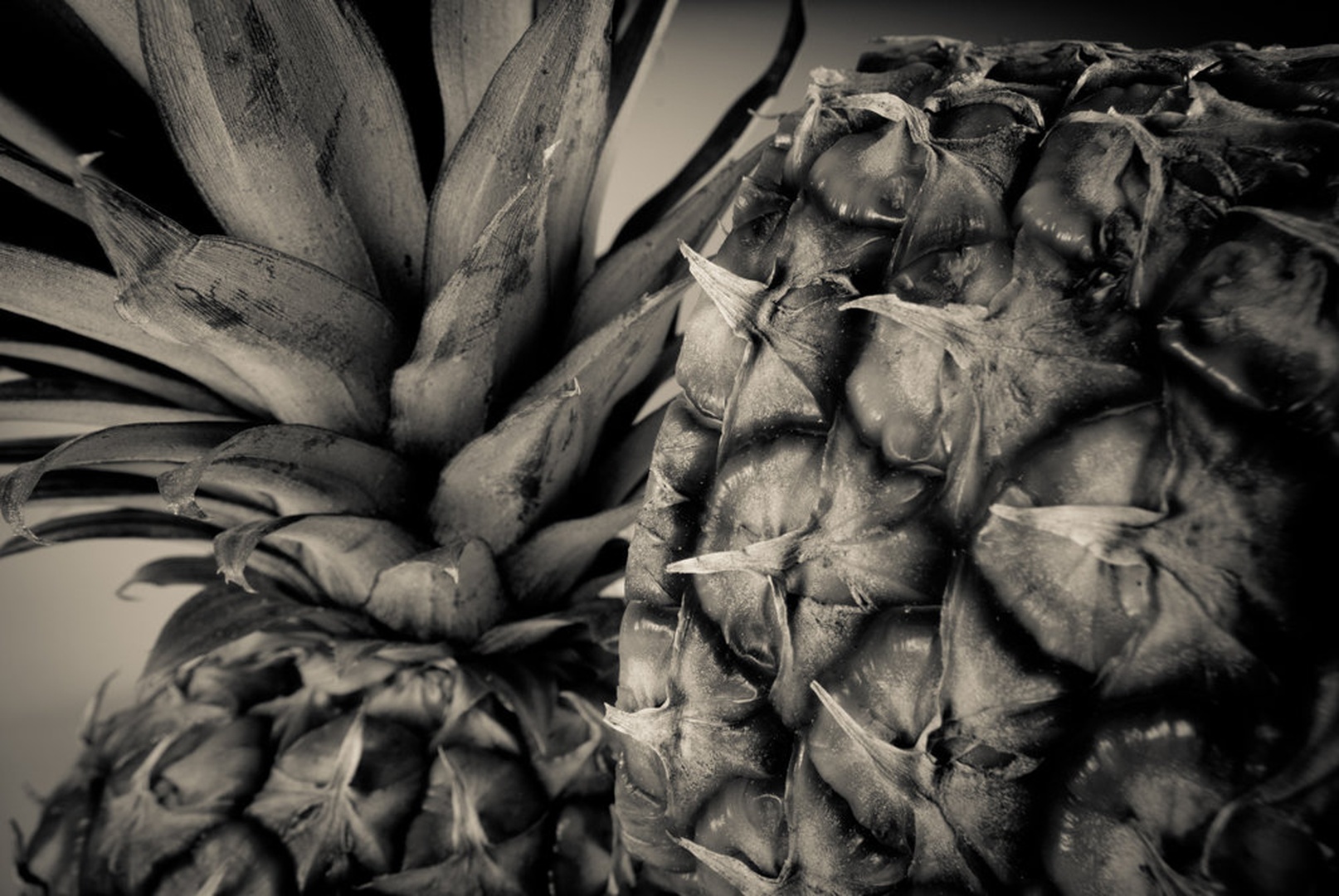 Ananas by Luka Hancic