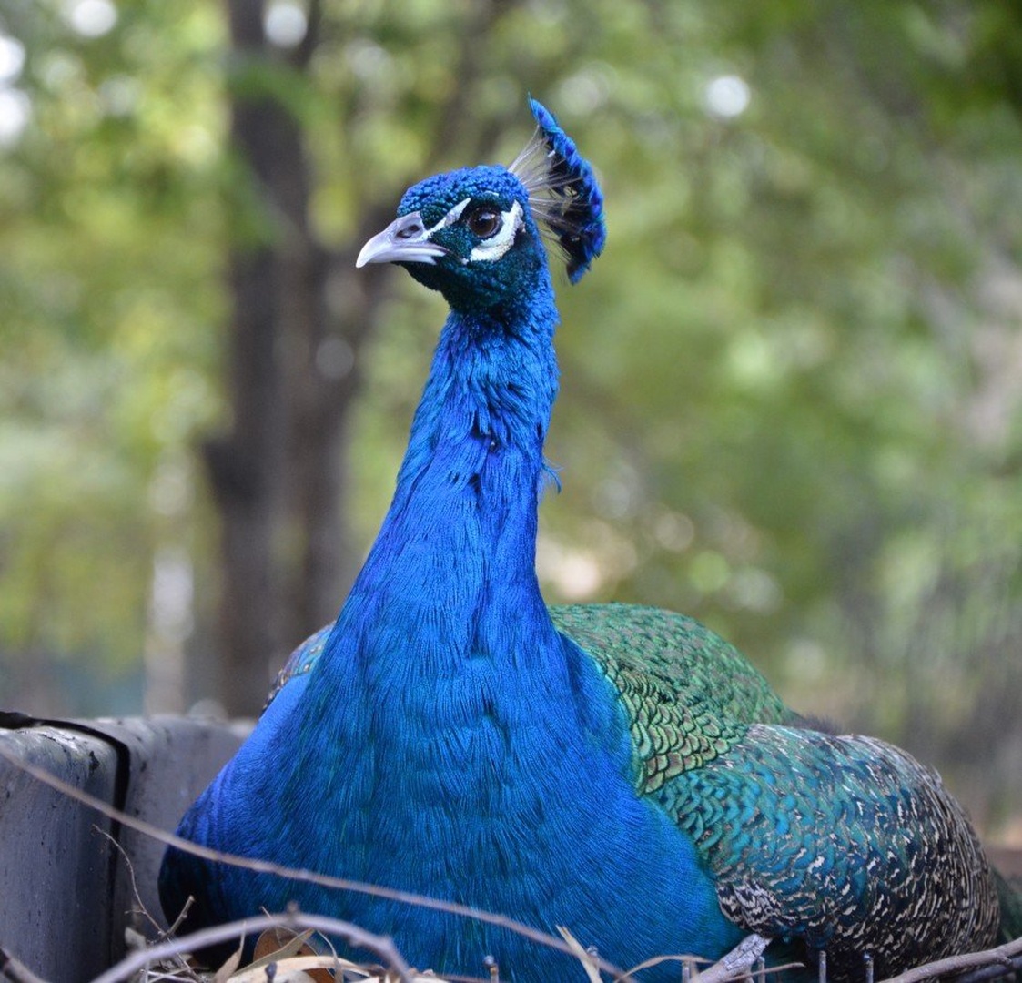 Im blue... by Jasna
