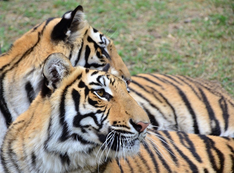 Bengalska tigra by Jasna