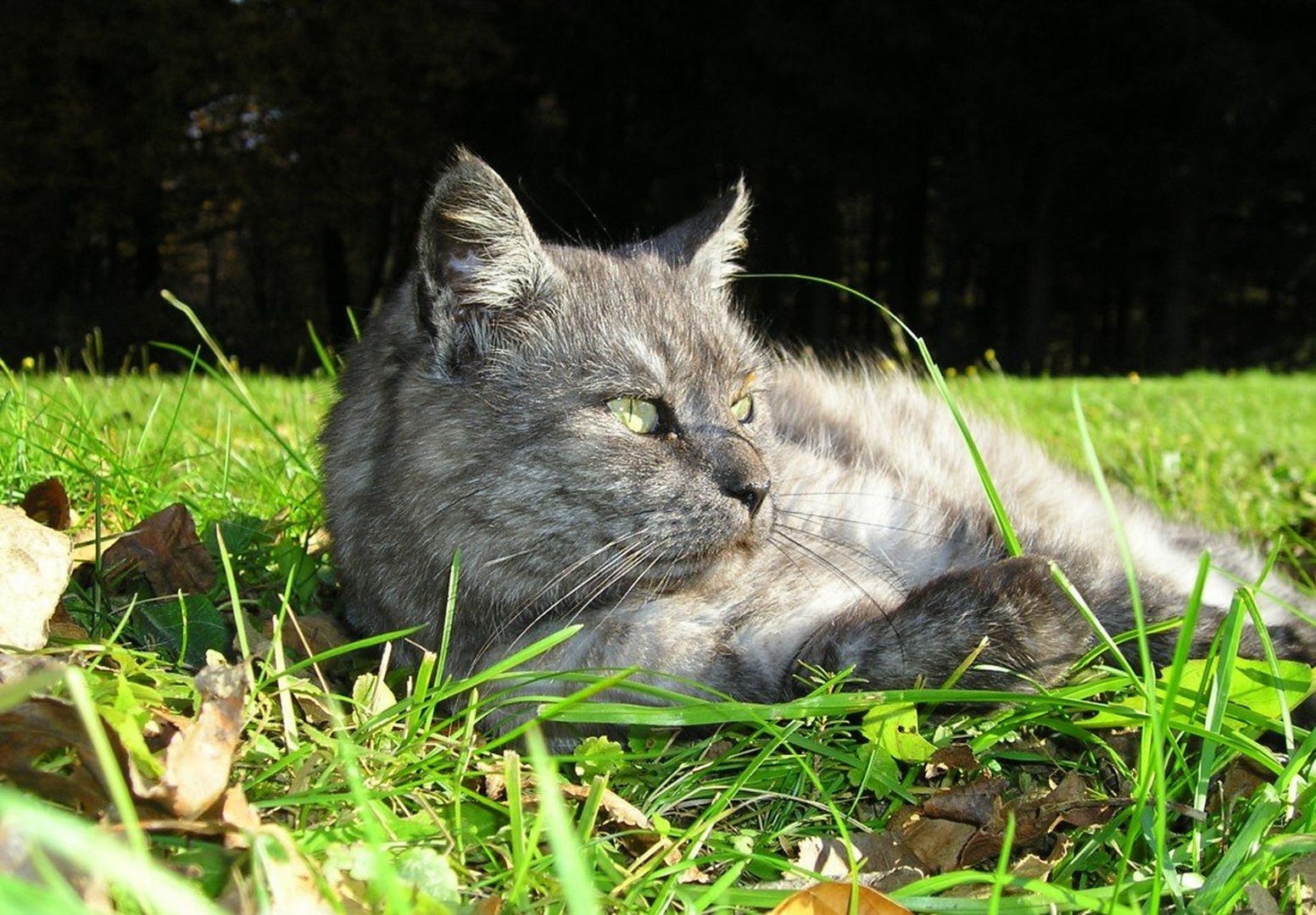 Mimi by Jasna