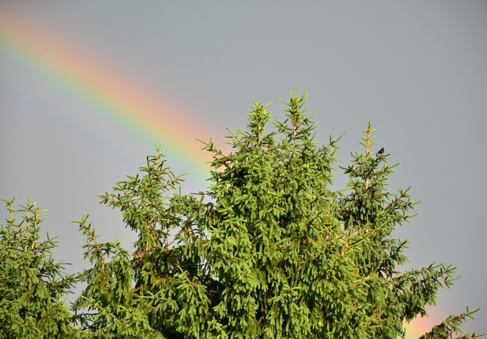After the rain... by Jasna