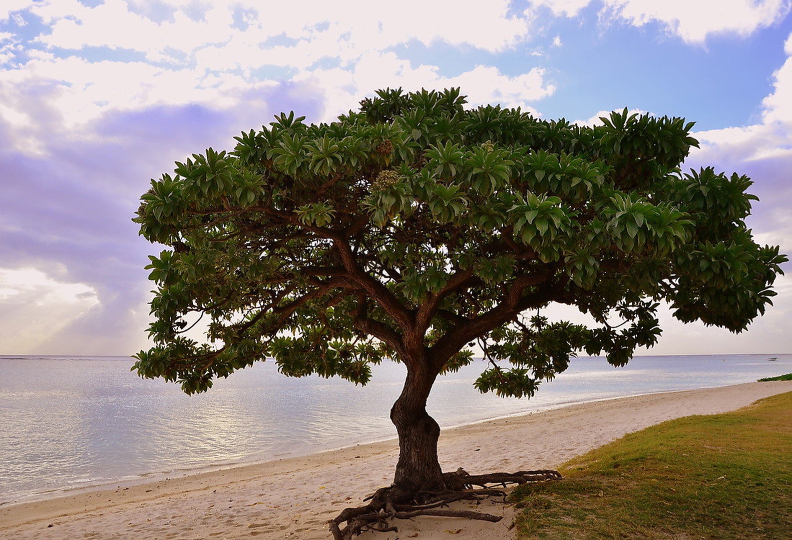 Just a tree... by Jasna