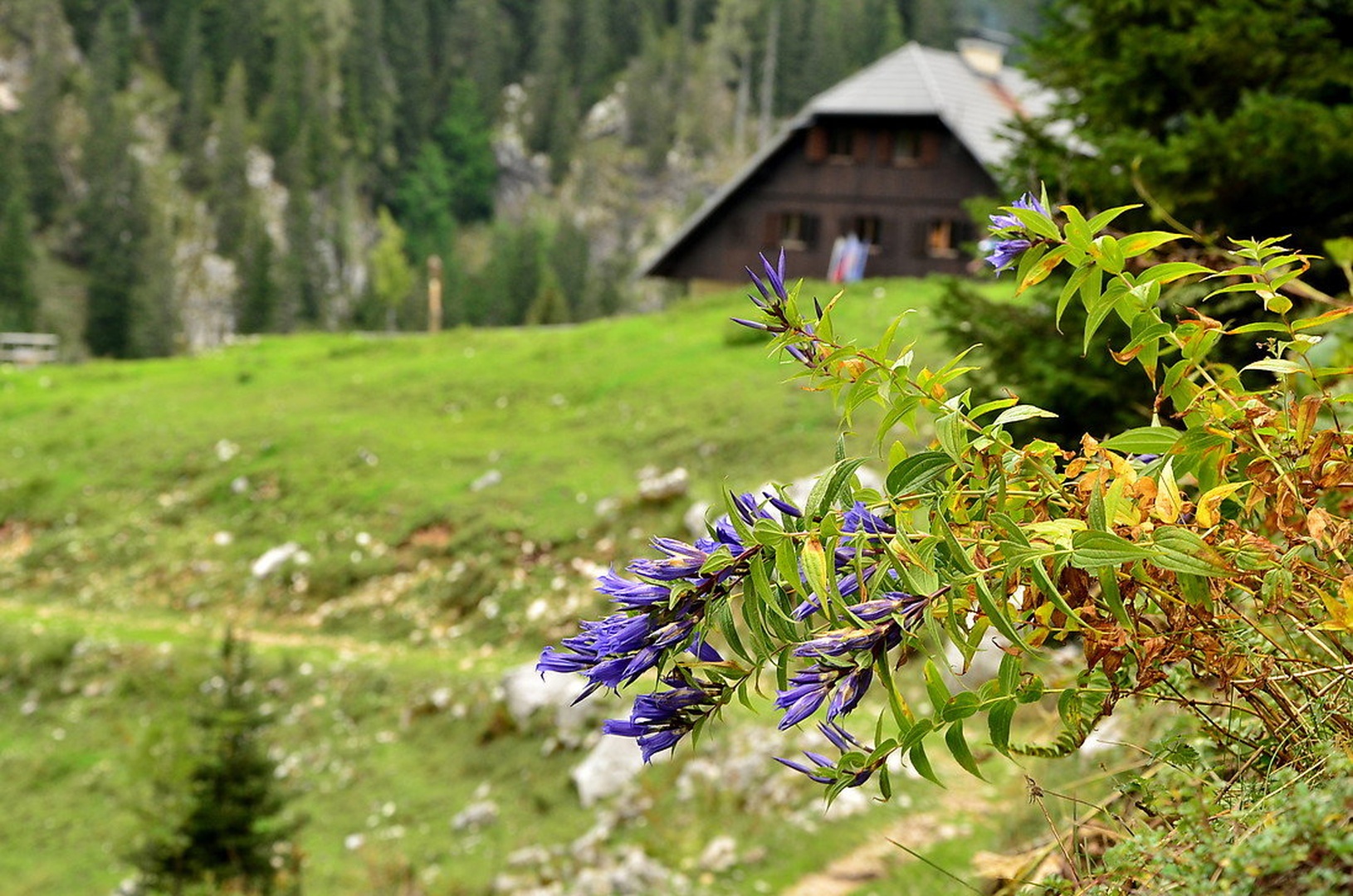 Gorska roža by Jasna