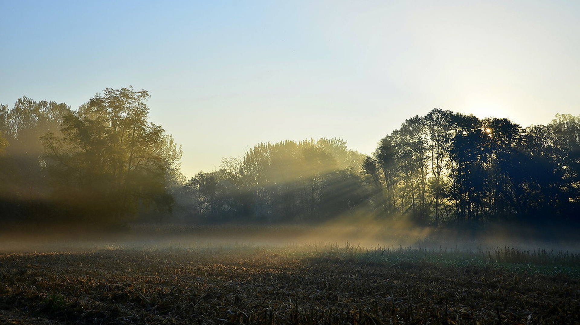 Mist by Jasna