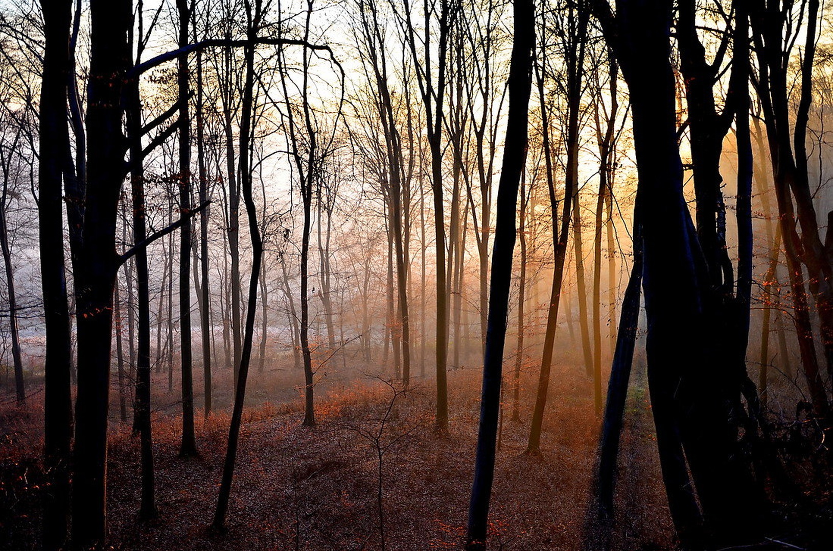 Zimske meglice by Jasna