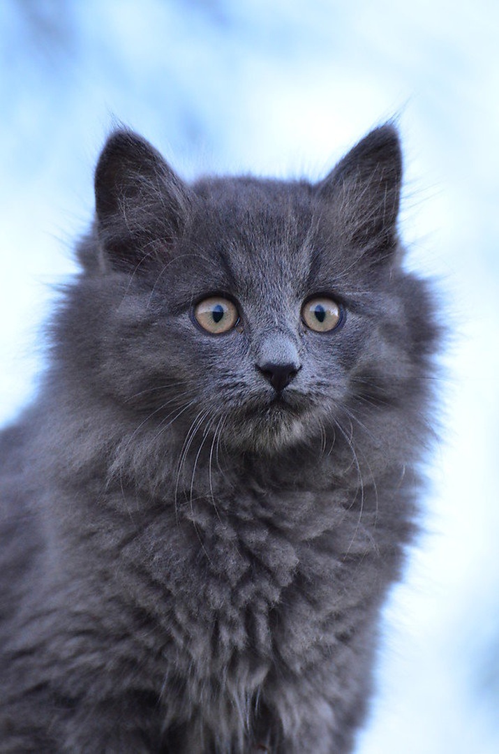 Being cute by Jasna