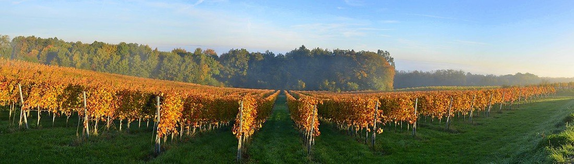 Polje dobre kapljice by Jasna