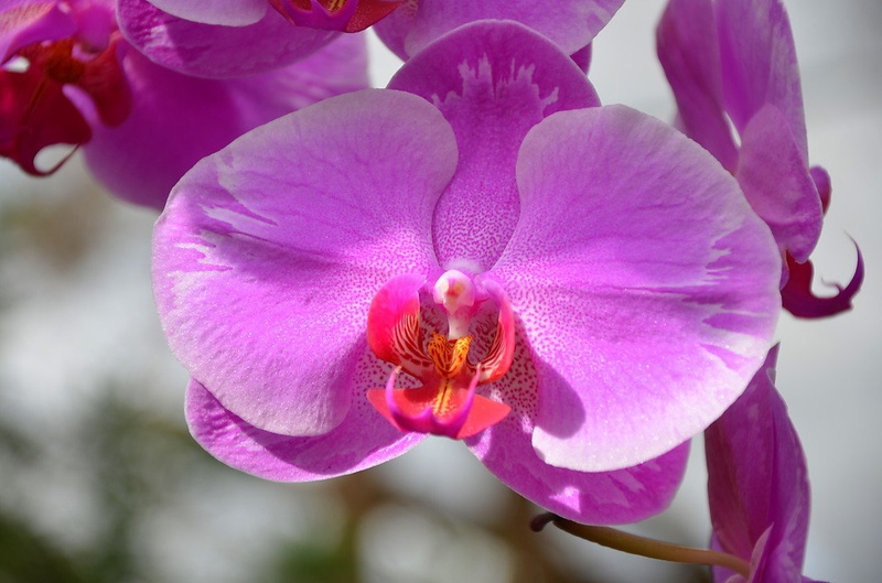 Pink beauty by Jasna