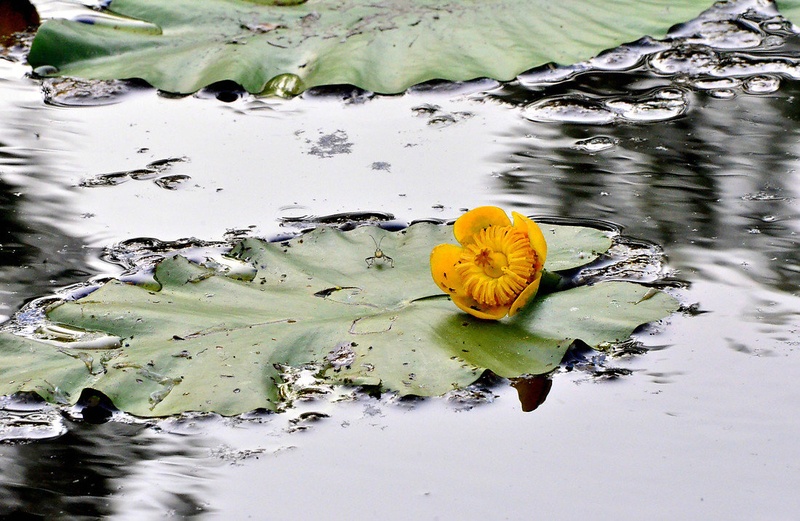 Yellow by Jasna