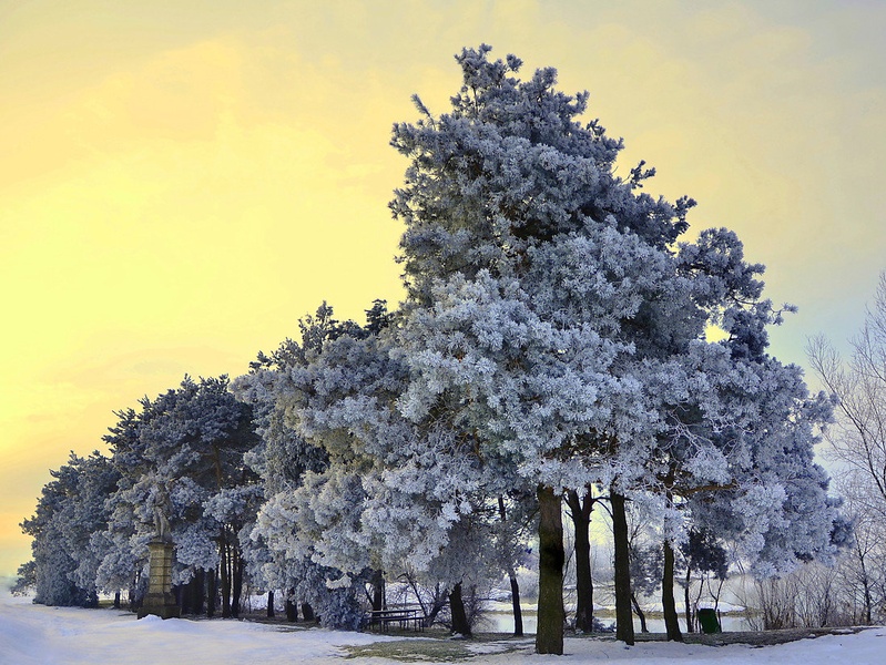 Borov gozdiček by Jasna