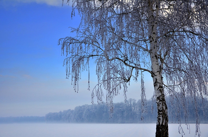 Izpod breze by Jasna