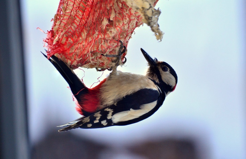 Just hanging... by Jasna