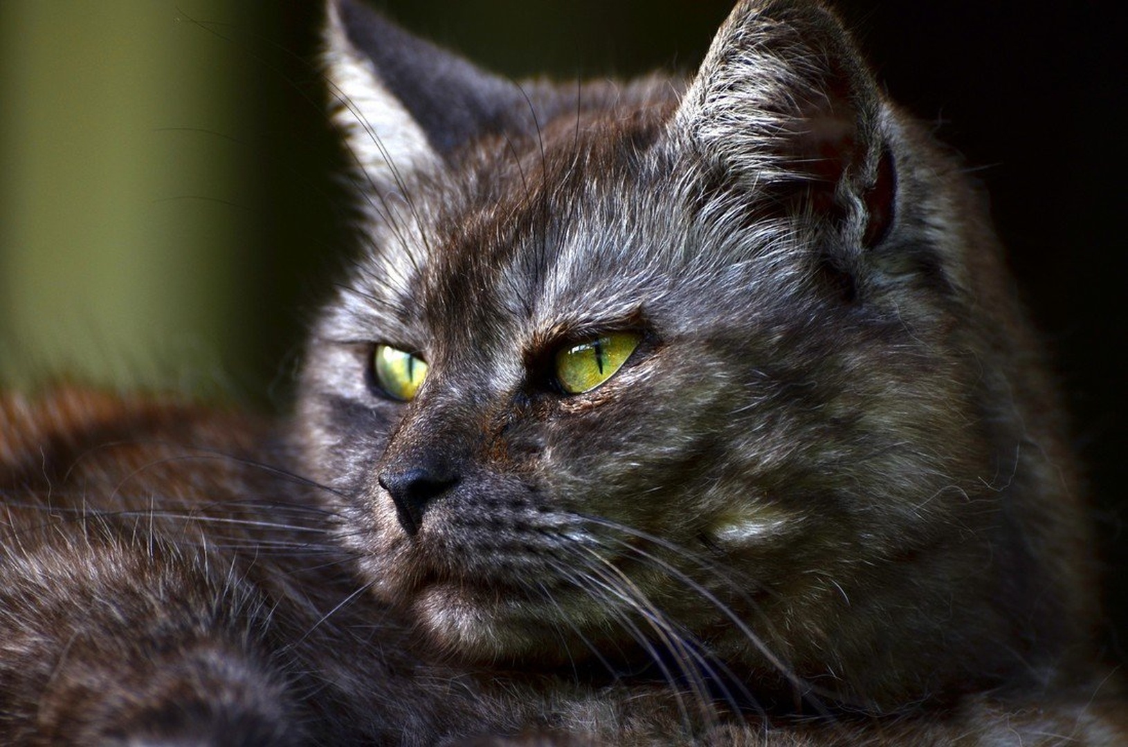 Green eyes... by Jasna