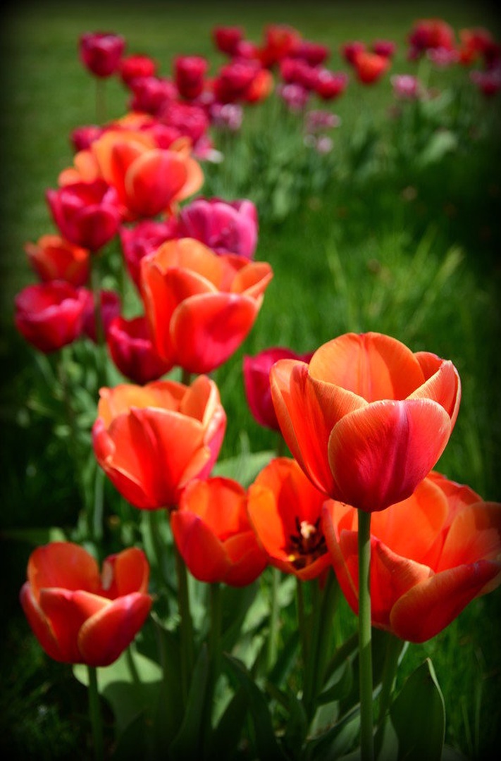 Tulipani by Jasna