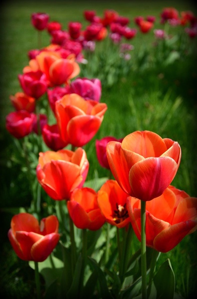 Tulipani by Jasna