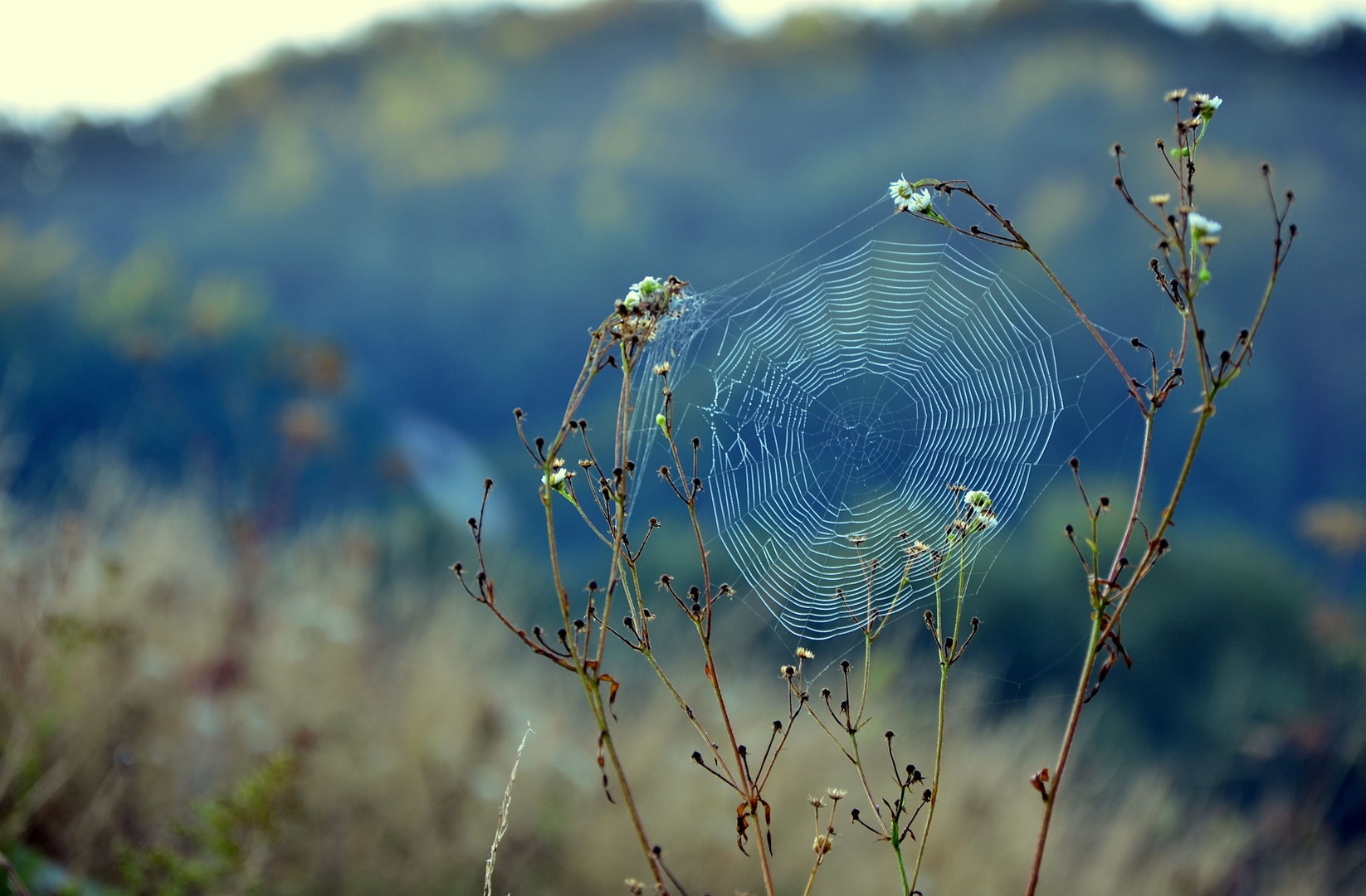 Net by Jasna
