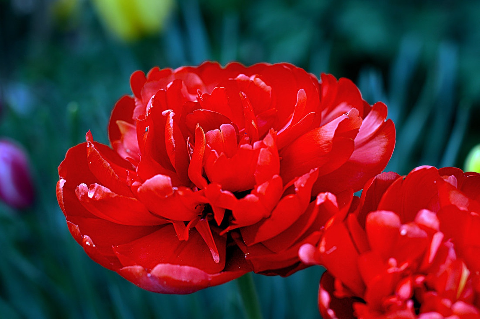 Tulipan by Klemen Štular