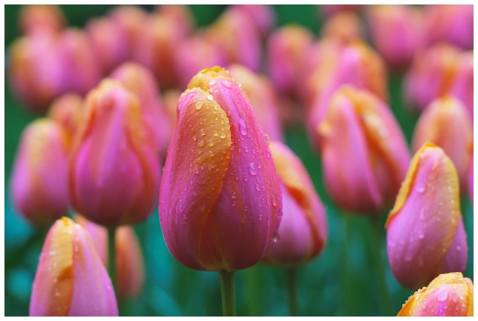 Tulipani by miran