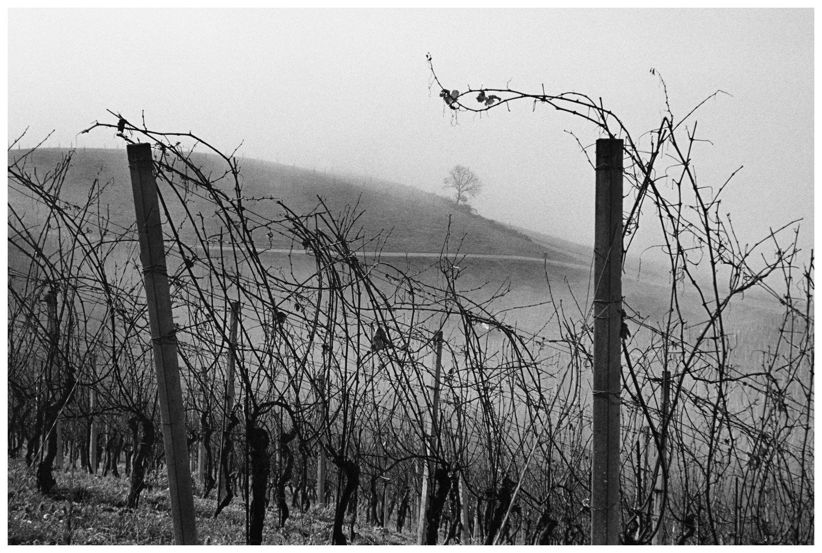 Drevo in vinograd by miran