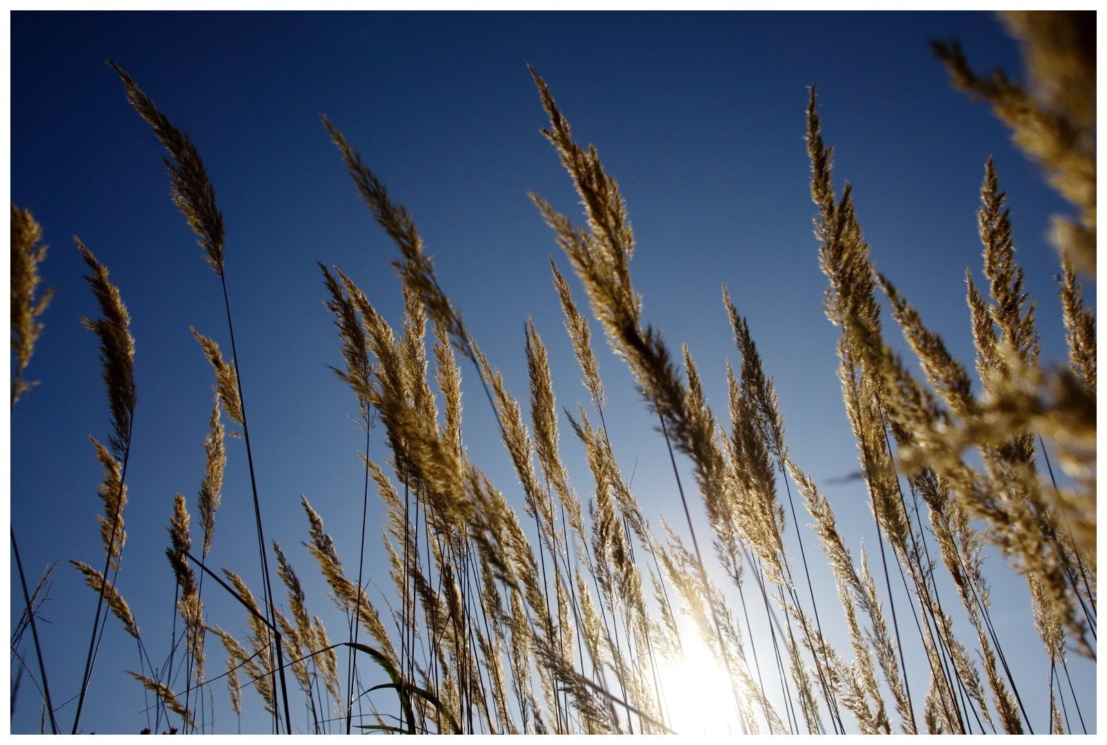 Sonce by miran