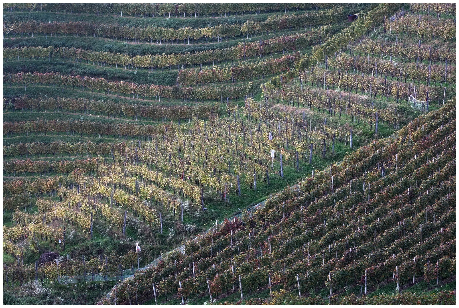 Vinska krajina by miran