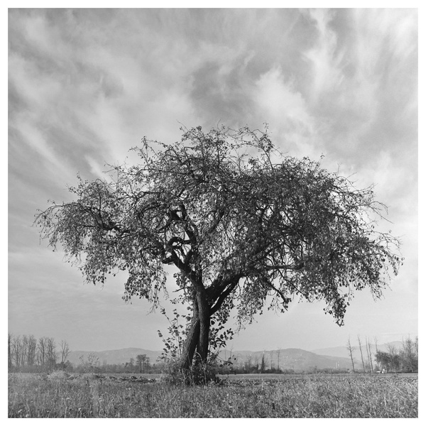 131 by miran
