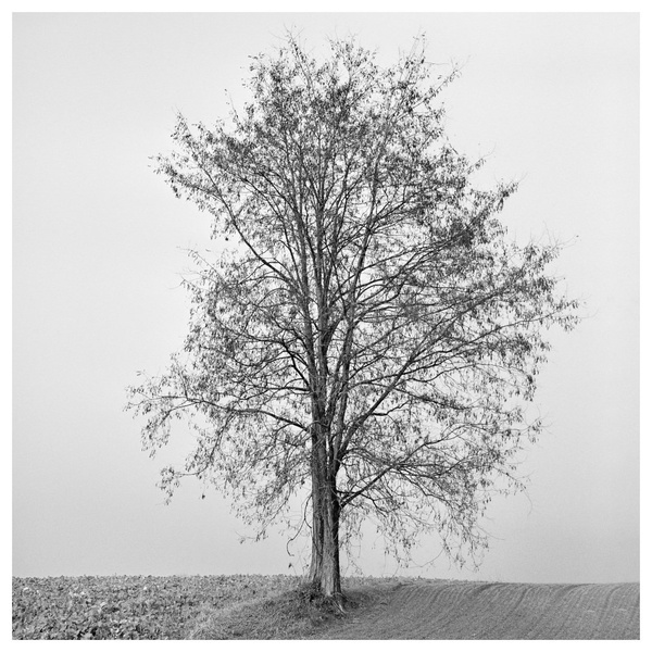 135 by miran