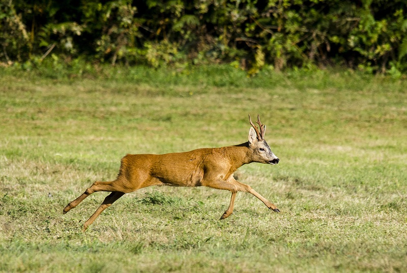 Catch me if you can by Matic Zalaznik
